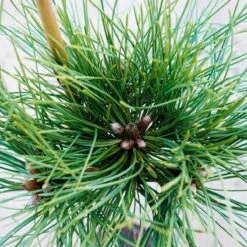 Sosna Czarna Black Prince Szczepiona Na Pniu Pa60cm