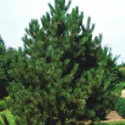 Sosna Czarna Oregon Green Szczepiona