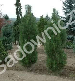 Sosna Czarna Pyramidalis - obrazek 5