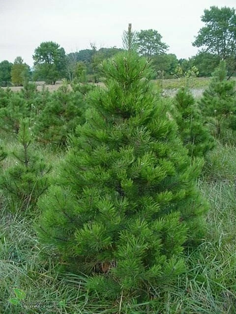 Sosna Czarna Pyramidalis - obrazek 2