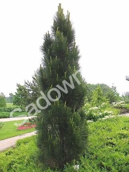 Sosna Czarna Pyramidalis - obrazek 4