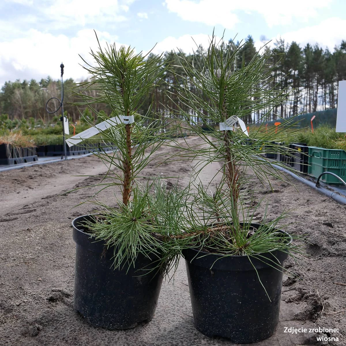 Sosna Czarna Pyramidalis - obrazek 3