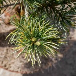 Sosna Drobnokwiatowa Fukai Dwubarwna Rzadkość