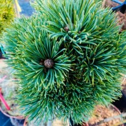 Sosna Drobnokwiatowa ‘Kin-Po’ Pa 50