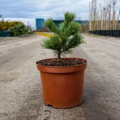 Sosna Drobnokwiatowa Nellie D Szczepiona NP