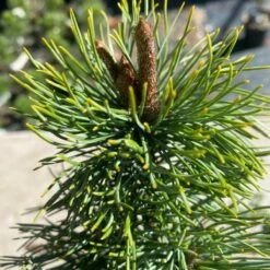 Sosna Drobnokwiatowa Shizukagoten