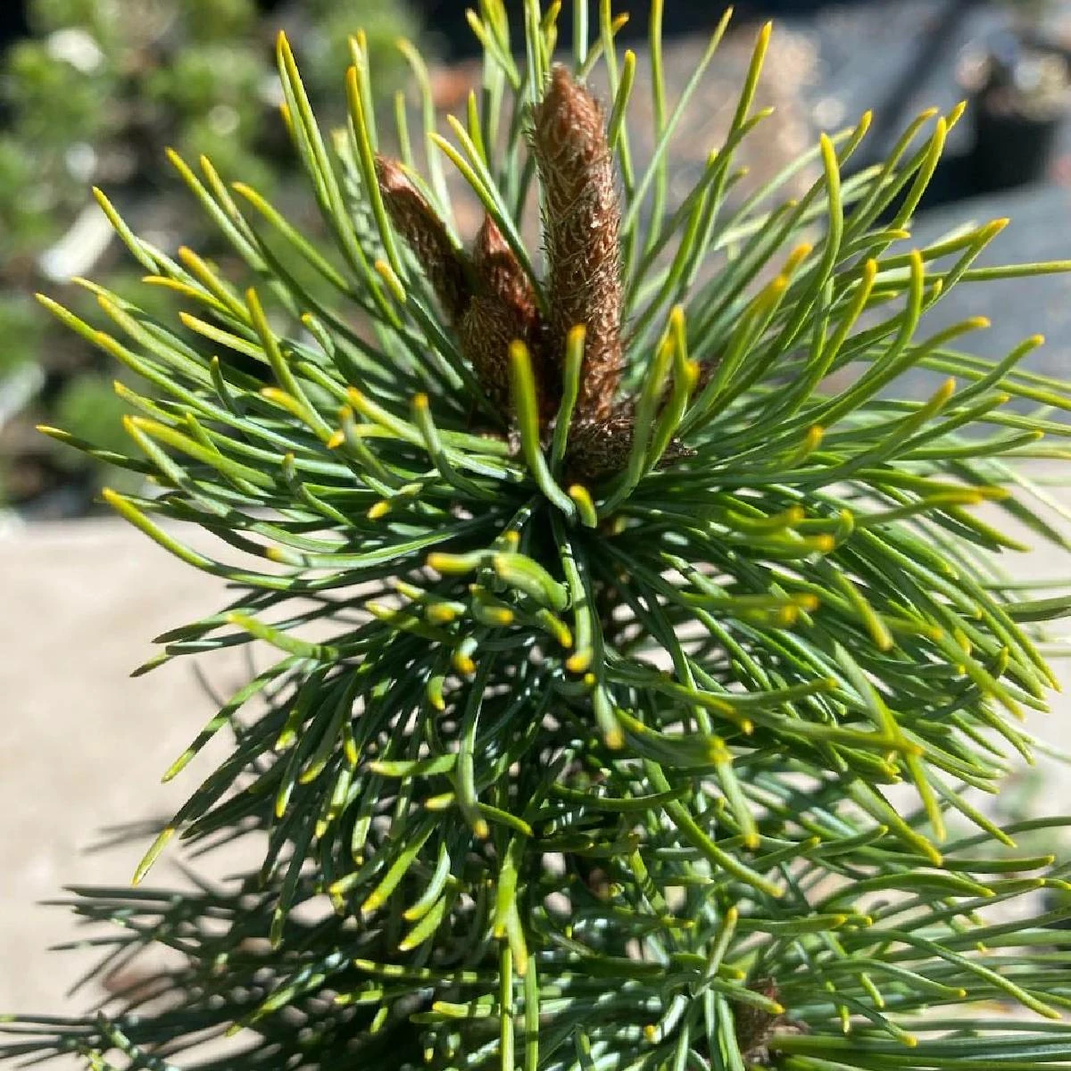 Sosna Drobnokwiatowa Shizukagoten