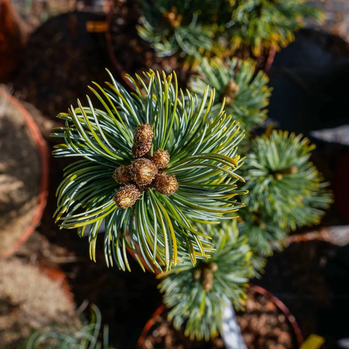 Sosna Drobnokwiatowa Shizukagoten - obrazek 2