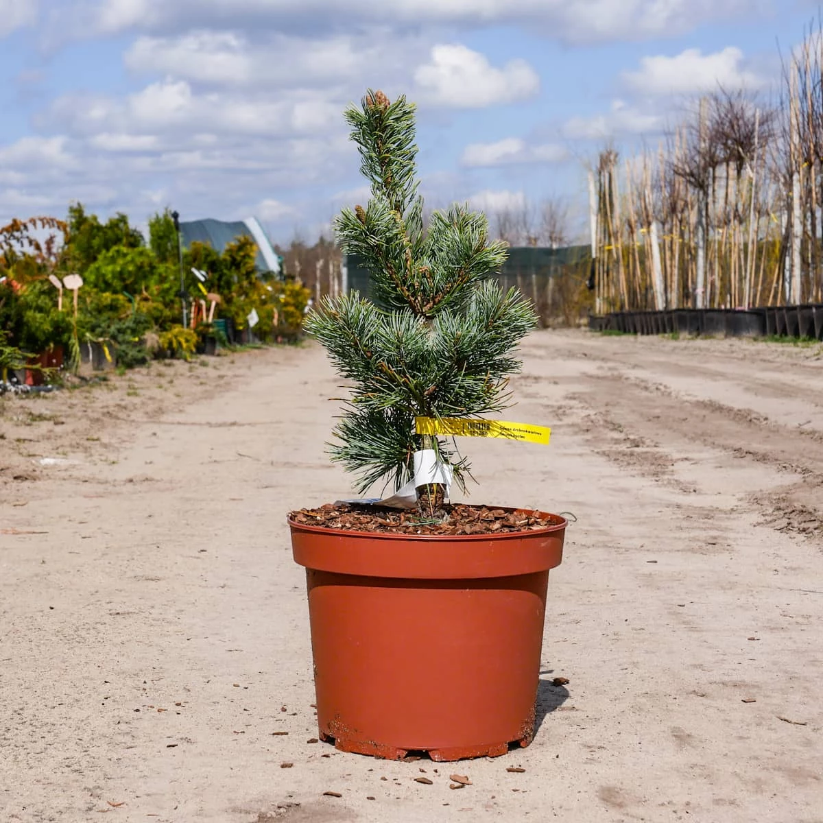 Sosna Drobnokwiatowa Shizukagoten - obrazek 3
