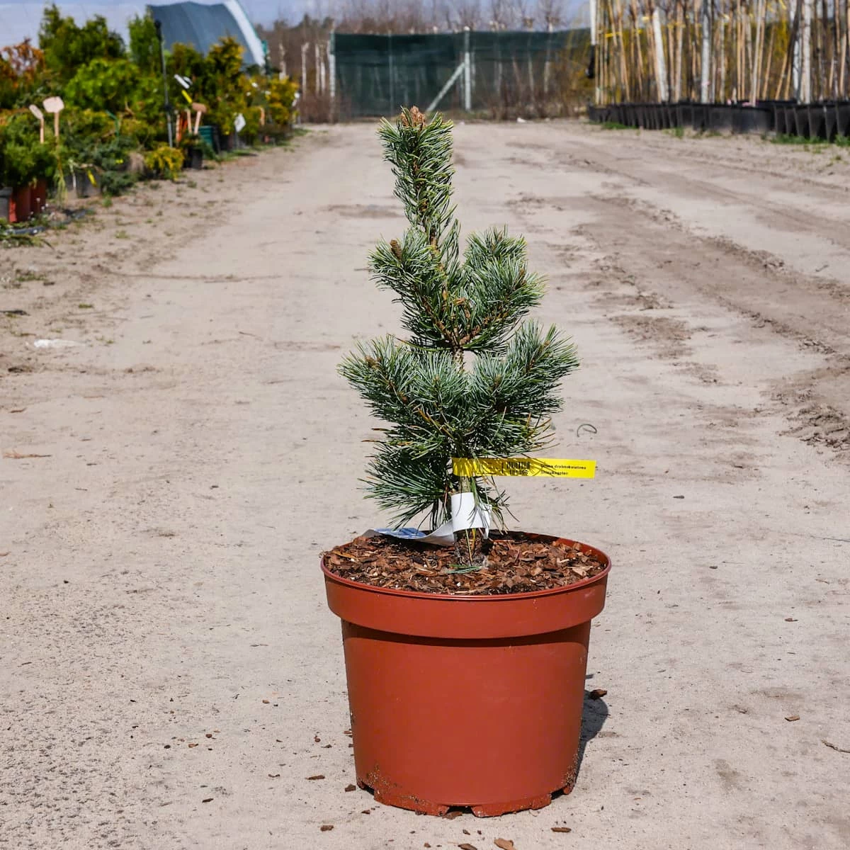 Sosna Drobnokwiatowa Shizukagoten - obrazek 5