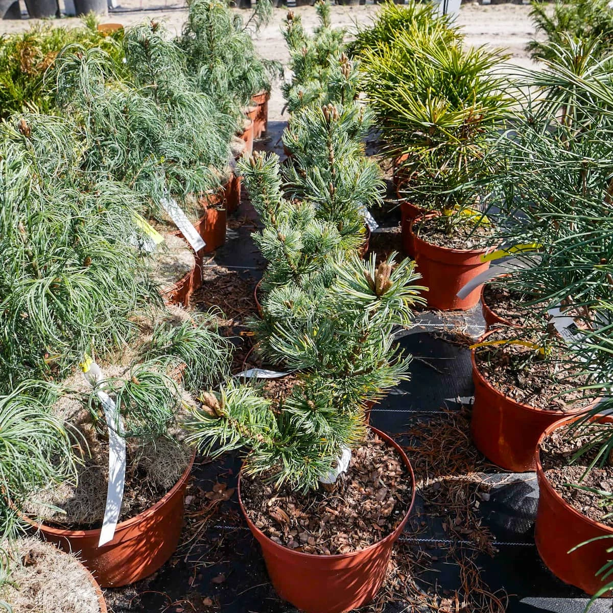 Sosna Drobnokwiatowa Shizukagoten - obrazek 4