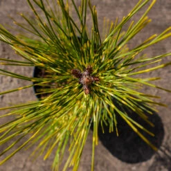 Sosna Gęstokwiatowa Burkes Red Variegated Szczepiona NP