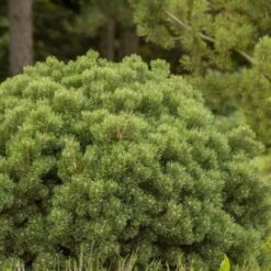 Sosna Gęstokwiatowa Low Glow