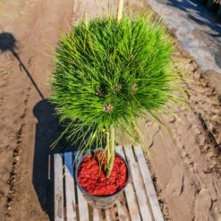 Sosna Gęstokwiatowa 'Low Glow' Pa 70-80