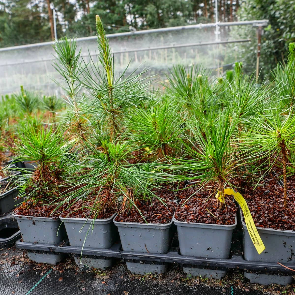 Sosna Gęstokwiatowa P9 - obrazek 4