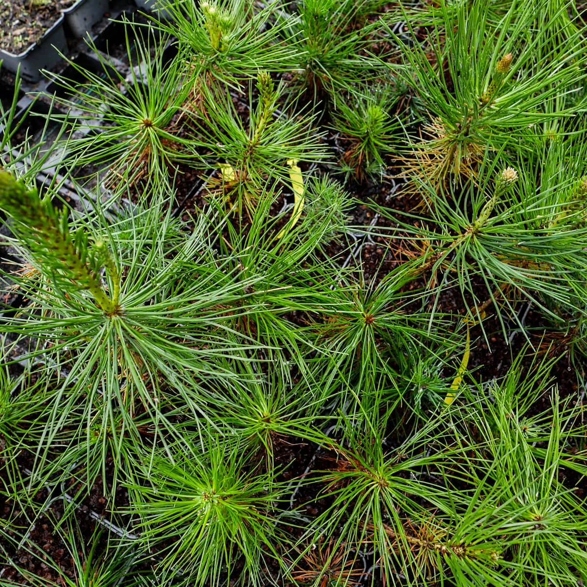 Sosna Gęstokwiatowa P9 - obrazek 2