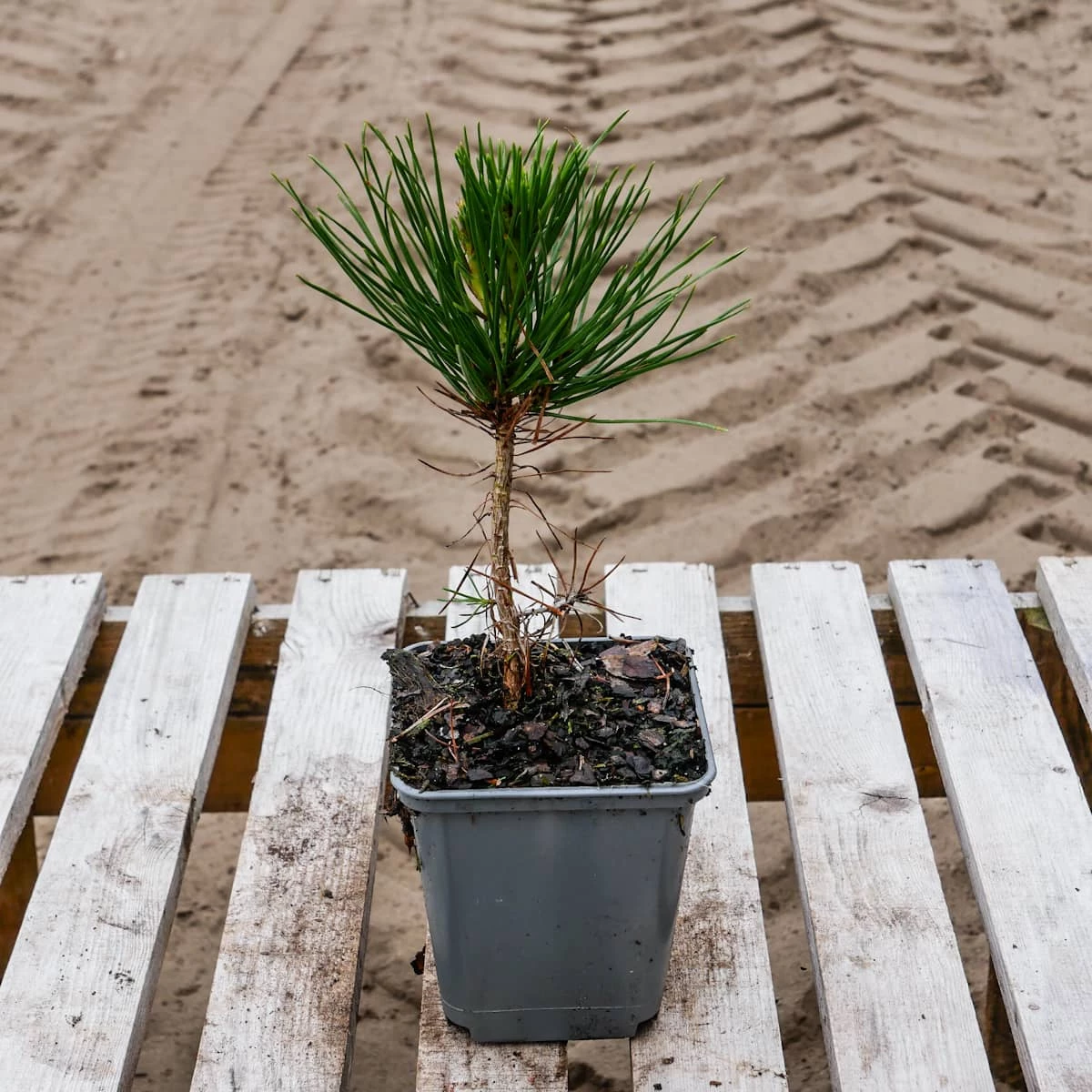 Sosna Gęstokwiatowa P9 - obrazek 5