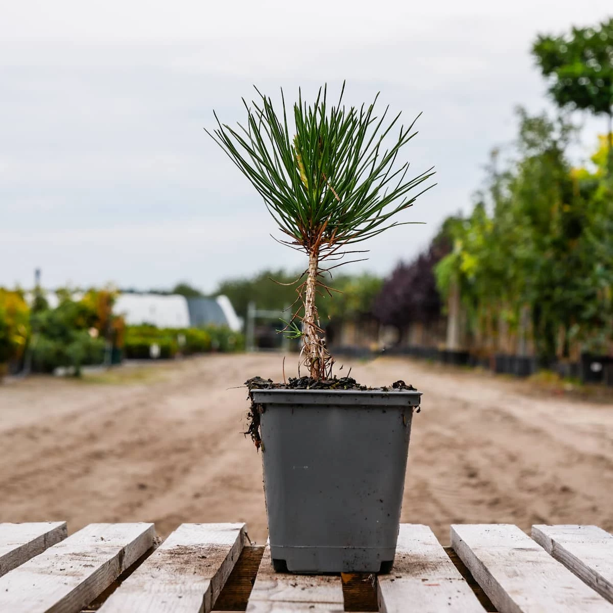 Sosna Gęstokwiatowa P9 - obrazek 3