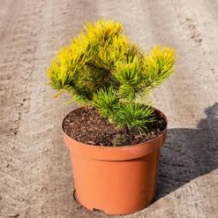 Sosna Górska Schweizer Tourist Szczepiona NP C5