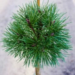 Sosna Górska Kosodrzewina Litomyśl Szczepiona Pa 60cm