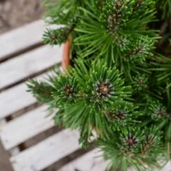 Sosna Górska Kosodrzewina Mugo Mops