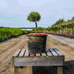 Sosna Górska Kosodrzewina Ophir