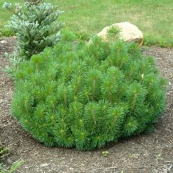 Sosna Górska Kosodrzewina Pumilio (C2)