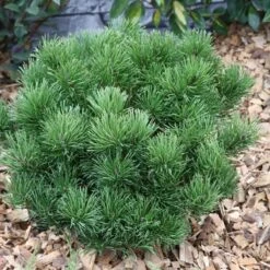 Sosna Górska Kosodrzewina Var. Pumilio