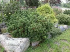 Sosna Górska Kosodrzewina Var. Pumilio C5