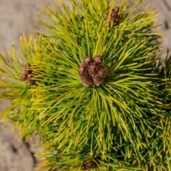 Sosna Hakowata Tukan