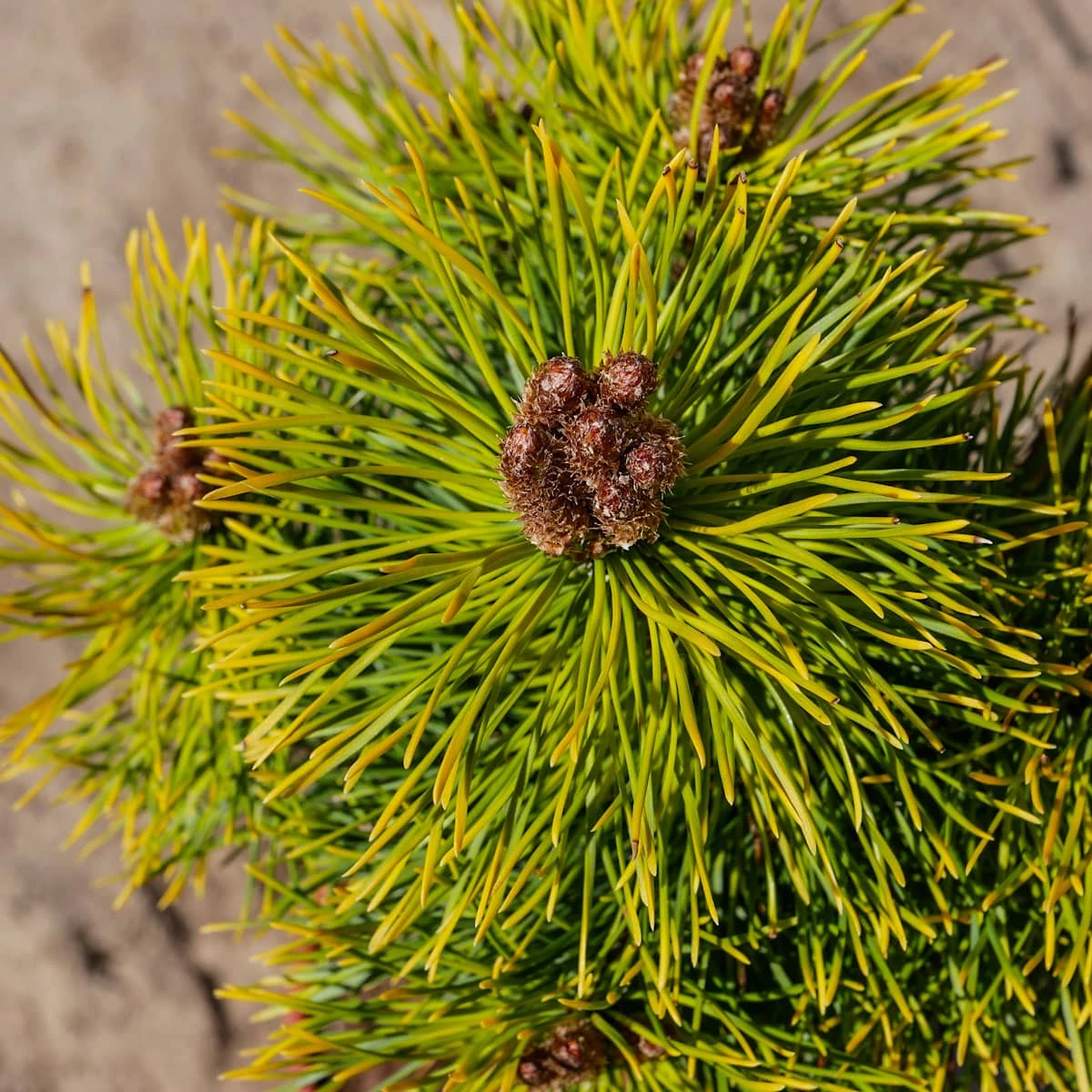 Sosna Hakowata Tukan