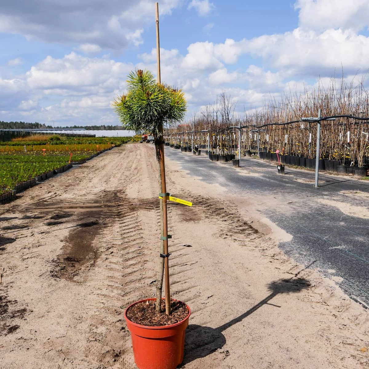 Sosna Hakowata Tukan - obrazek 3