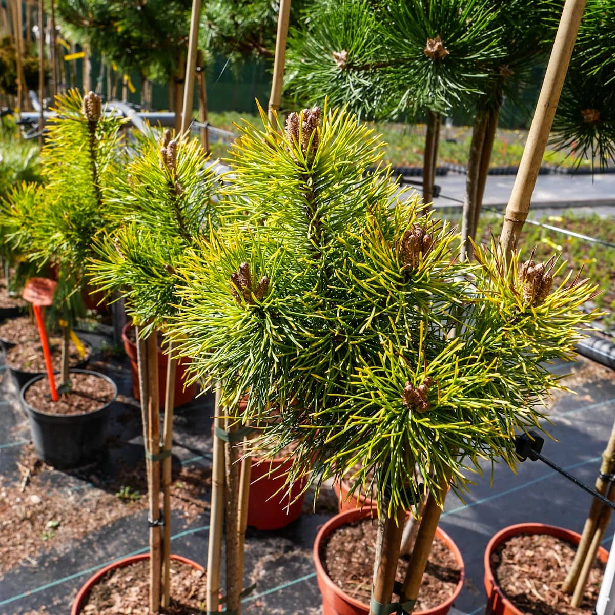 Sosna Hakowata Tukan - obrazek 5