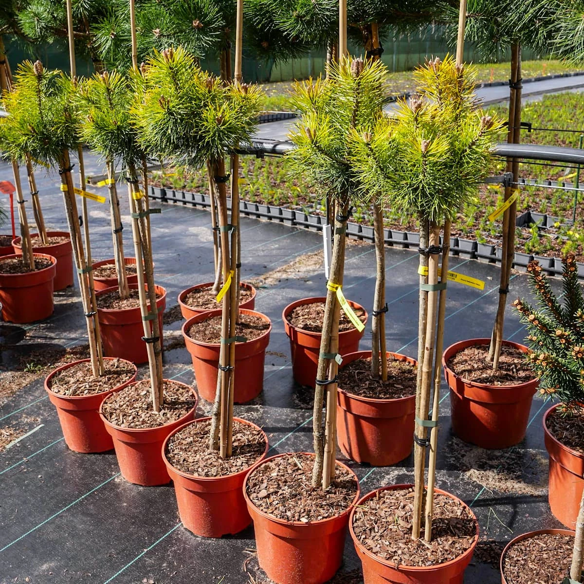 Sosna Hakowata Tukan - obrazek 4