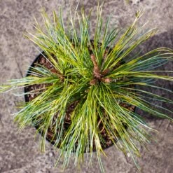 Sosna Koreańska Jack Corbit Szczepiona NP