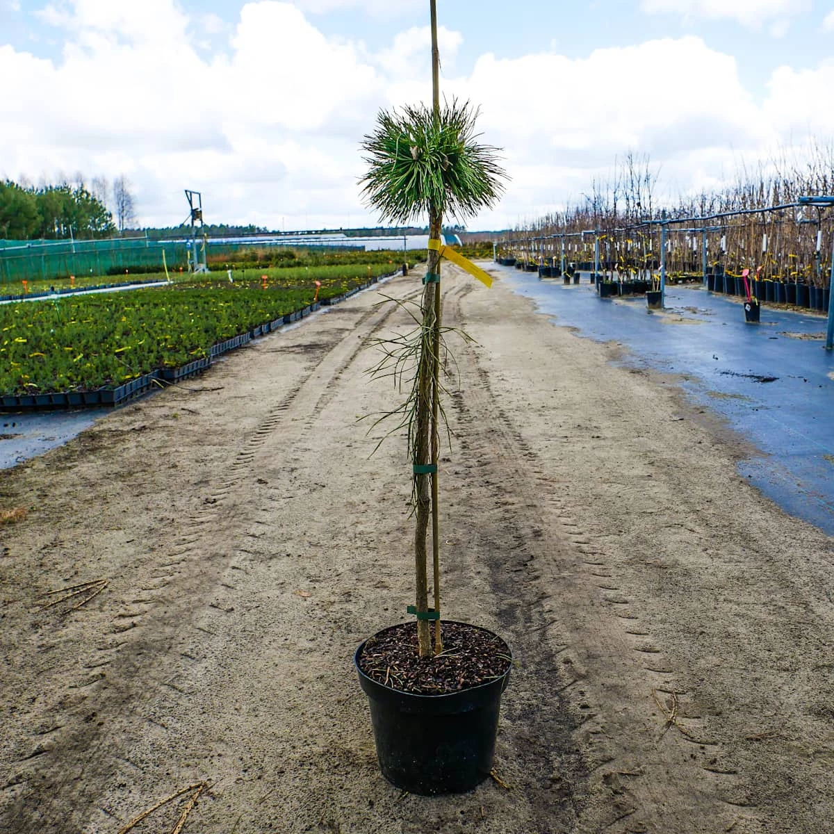 Sosna Kosodrzewina Benjamin Szczepiona Pa60 - obrazek 5