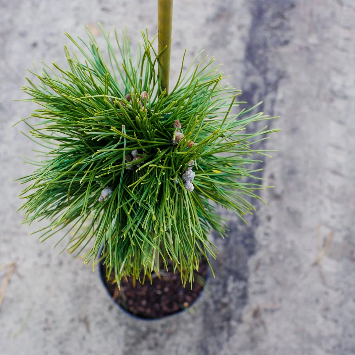 Sosna Kosodrzewina Benjamin Szczepiona Pa60 - obrazek 2