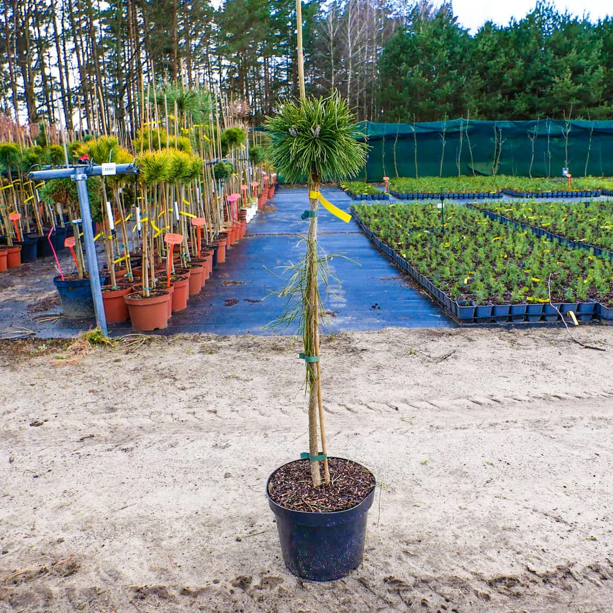 Sosna Kosodrzewina Benjamin Szczepiona Pa60 - obrazek 3