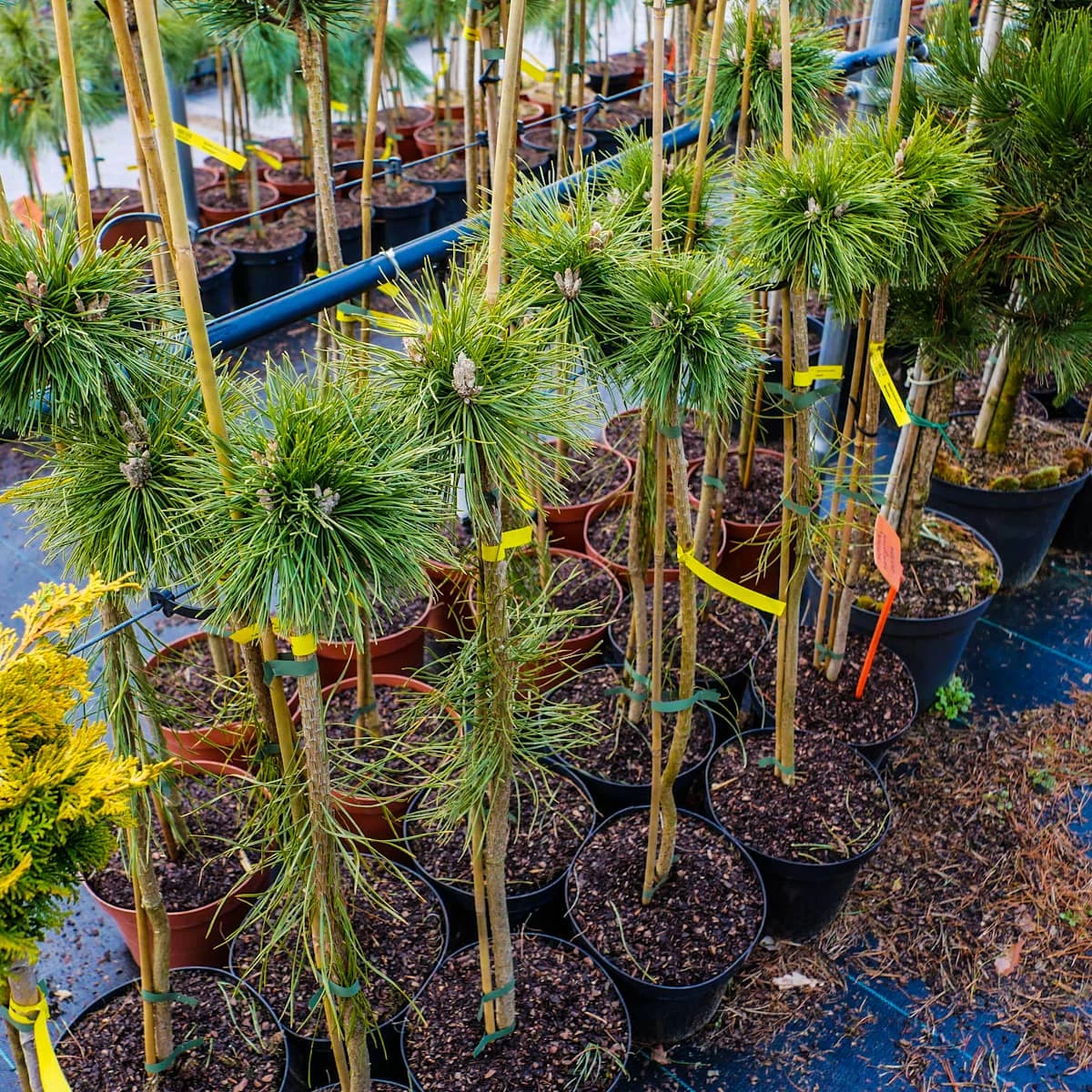 Sosna Kosodrzewina Benjamin Szczepiona Pa60 - obrazek 4