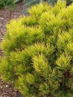 Sosna Kosodrzewina Carsten Pa 80