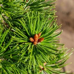 Sosna Kosodrzewina Gnom