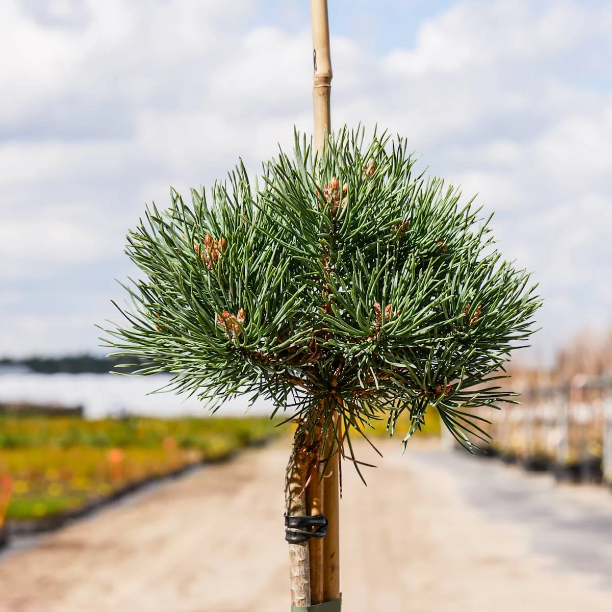 Sosna Pospolita Frenshman - obrazek 2