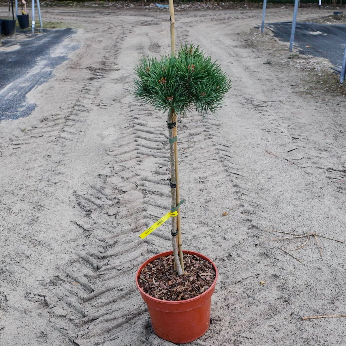 Sosna Pospolita Frenshman - obrazek 5