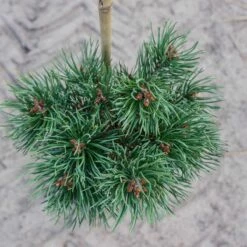 Sosna Pospolita Frenshman