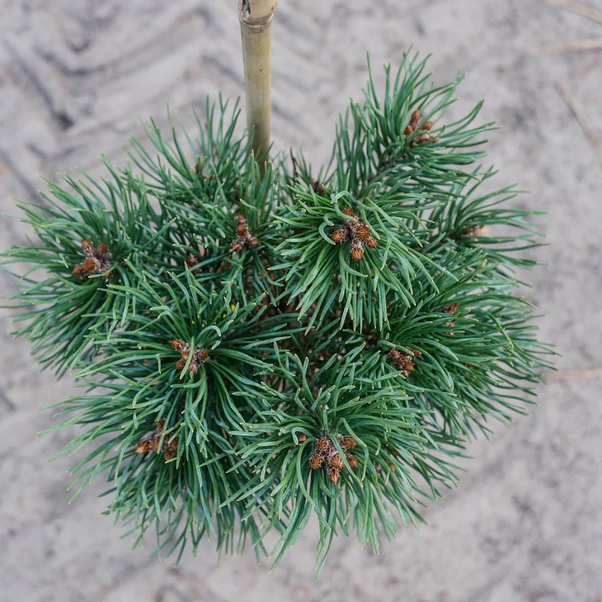 Sosna Pospolita Frenshman