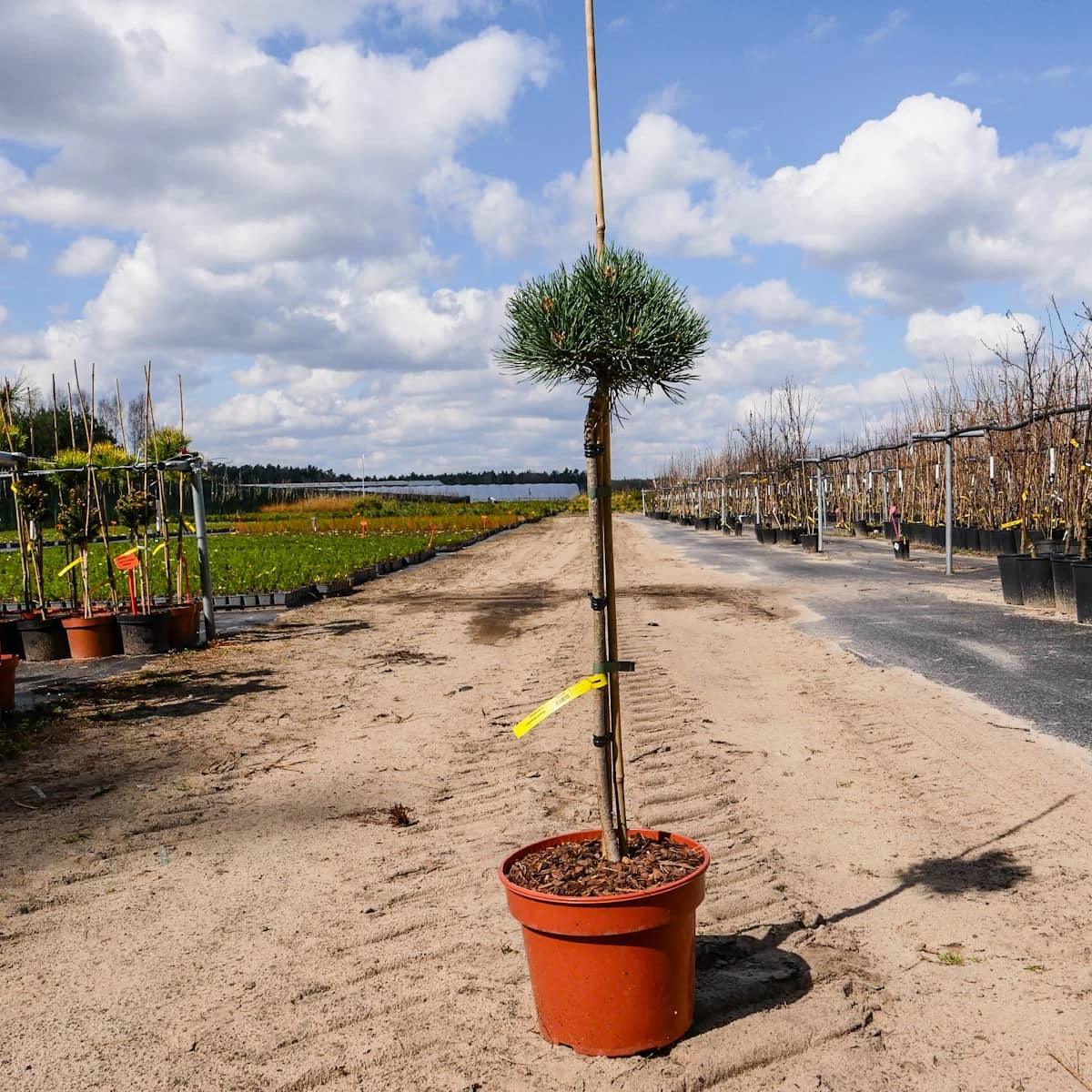 Sosna Pospolita Frenshman - obrazek 3