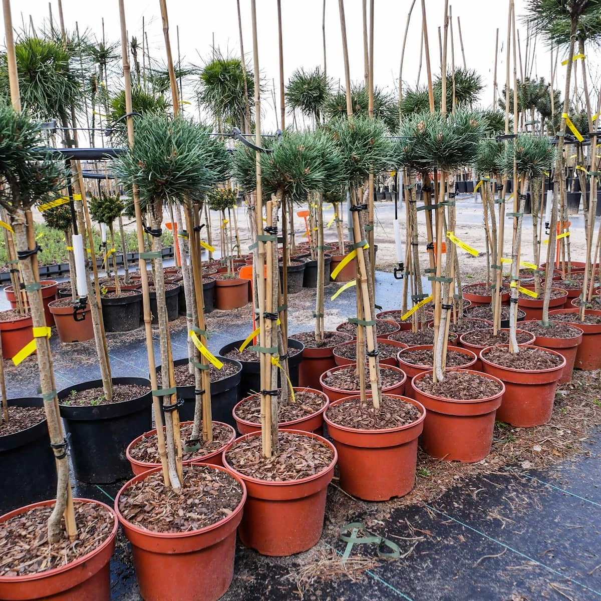 Sosna Pospolita Frenshman - obrazek 4