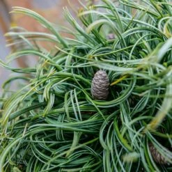 Sosna Wejmutka Green Twist Szczepiona Pa40