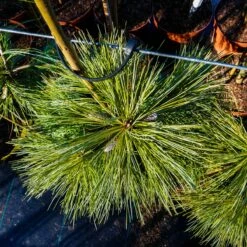 Sosna Wejmutka Niagara Falls Szczepiona Na Pniu Pa50cm