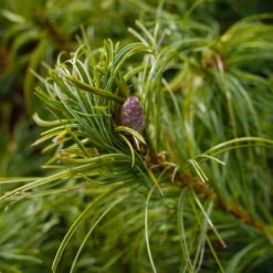 Sosna Wejmutka 'Tiny Kurls'